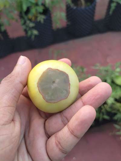 Boron Deficiency - Tomato