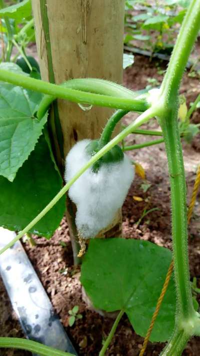 Stem Rot - Cucumber