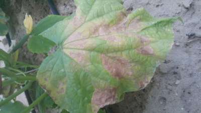 Downy Mildew of Cucurbits - الخيار