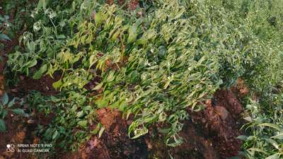 Fusarium Wilt - Capsicum & Chilli