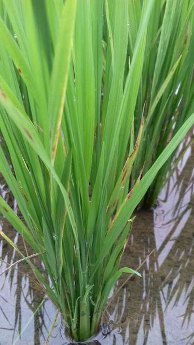 Narrow Brown Leaf Spot of Rice - Rice