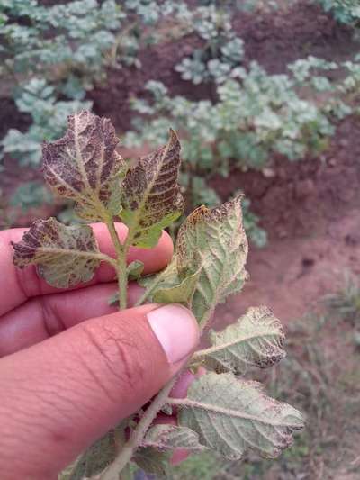 Phosphorus Deficiency - Tomato