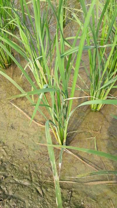 Zinc Deficiency - Rice