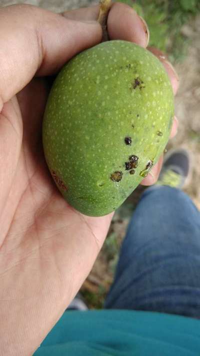 Bacterial Black Spot of Mango - Mango