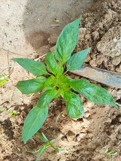 ಅಗಲ ಮಿಟೆ - ದಪ್ಪ ಮೆಣಸಿನಕಾಯಿ & ಮೆಣಸಿನಕಾಯಿ