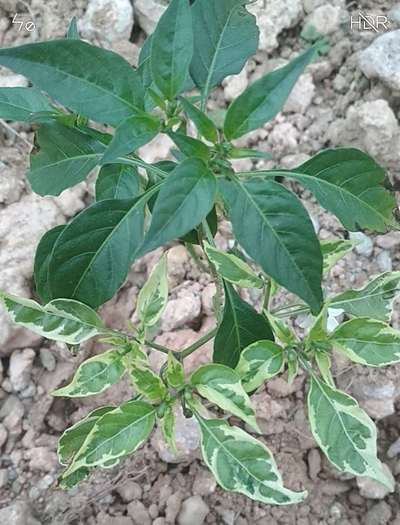 Leaf Variegation - Capsicum & Chilli