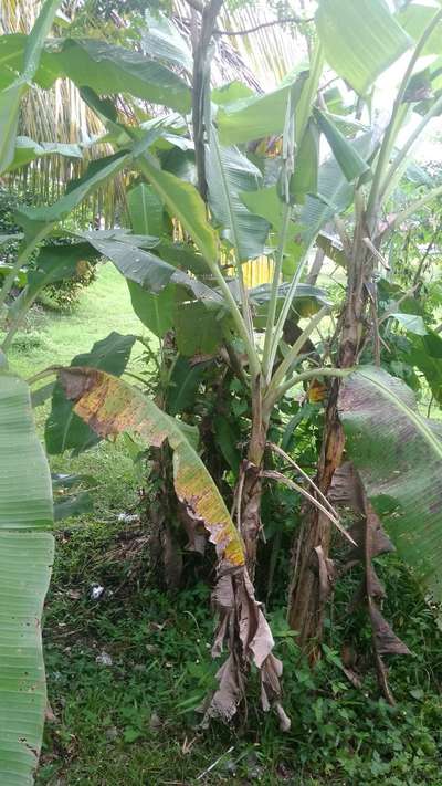 Yellow and Black Sigatoka - Banana