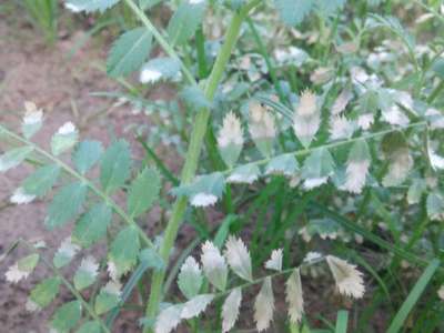 Ascochyta Blight - Chickpea & Gram