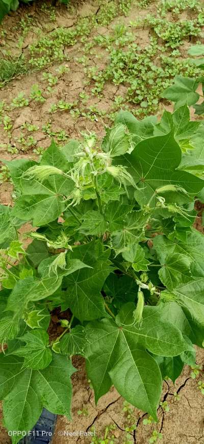 Herbicide Growth Damage - Cotton