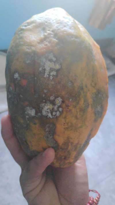 Anthracnose of Papaya and Mango - Papaya