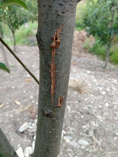 Fruit Tree Bark Beetle - Apple