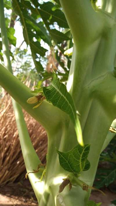 Boron Deficiency - Papaya