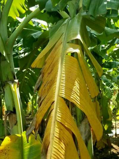 Nitrogen Deficiency - Banana