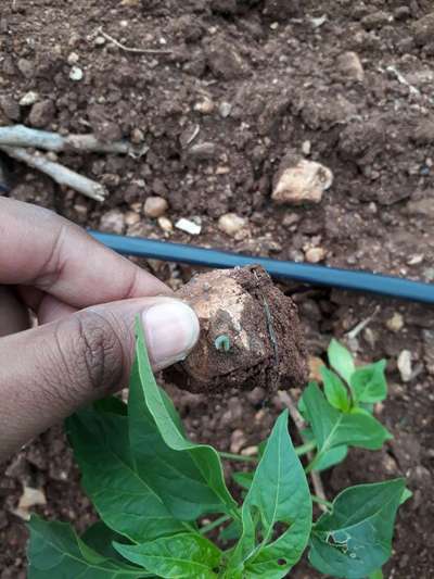 Fall Armyworm - Capsicum & Chilli