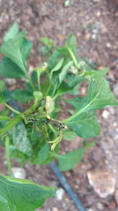 Wet Rot - Capsicum & Chilli