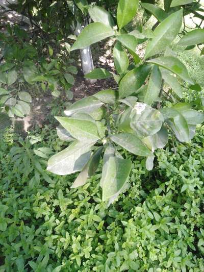 Anthracnose of Lime - Citrus