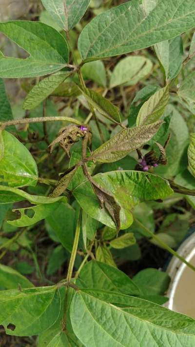 Soybean Girdle Beetle - Soybean