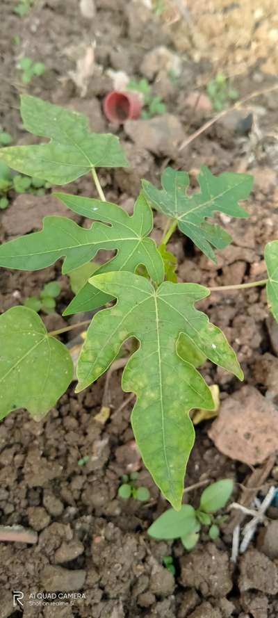 Leafhoppers and Jassids - Papaya