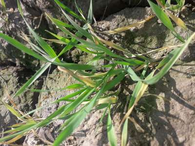 Potassium Deficiency - Wheat