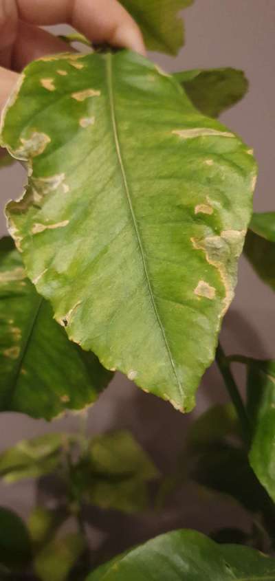 Citrus Leaf Miner - Citrus