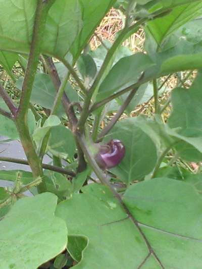 Boron Deficiency - Brinjal