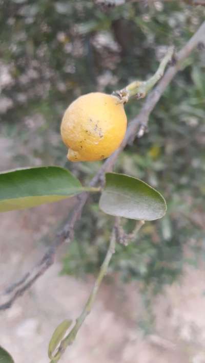 साइट्रस के काले धब्बे - सिट्रस (नींबू वंश)