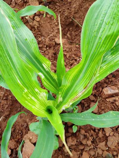 ಝಿಂಕ್ ಕೊರತೆ (ಸತುವಿನ ಕೊರತೆ) - ಮೆಕ್ಕೆ ಜೋಳ