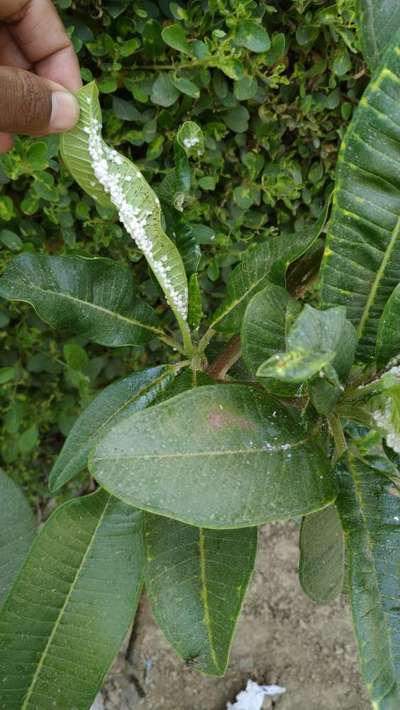 Sulfur Deficiency - Citrus