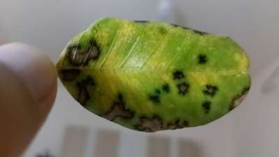 Anthracnose of Citrus - Citrus