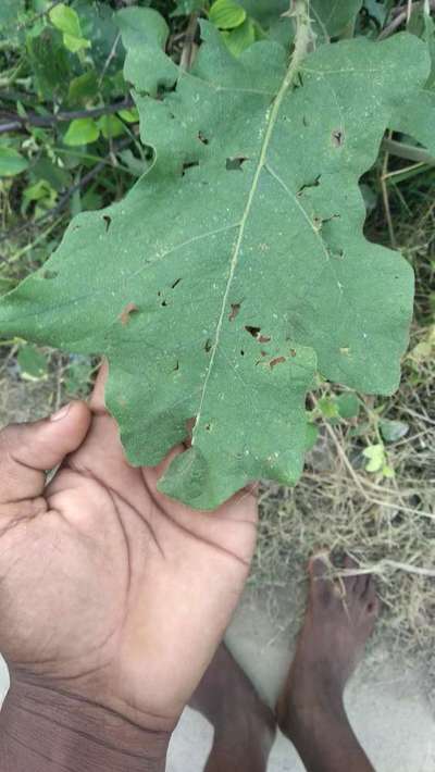 ফ্লী বিটল - বেগুন