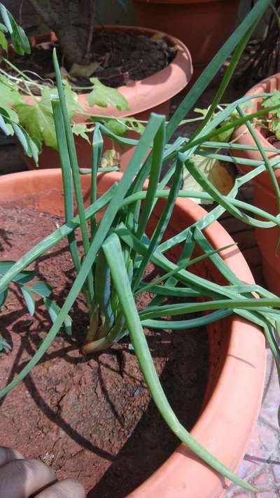 Leaf Miner Flies - Onion