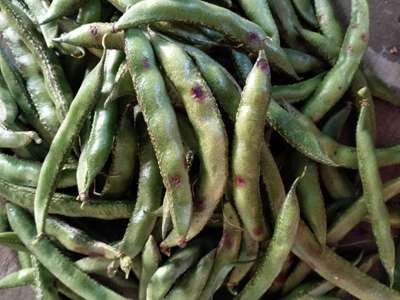 Anthracnose - Bean