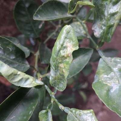 Citrus Leaf Miner - Citrus