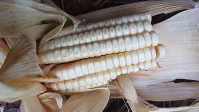 Late Wilt of Maize - Maize