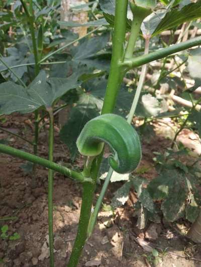 Boron Deficiency - Okra