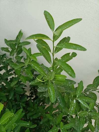 Giant Swallowtail Caterpillar - Citrus