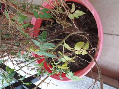 Spider Mites - Tomato