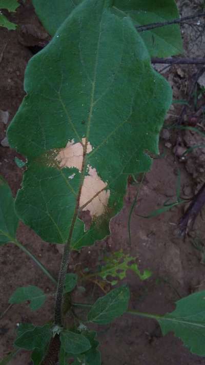 Fertilizer Burn - Brinjal