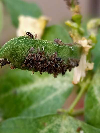 Aphids - Bean