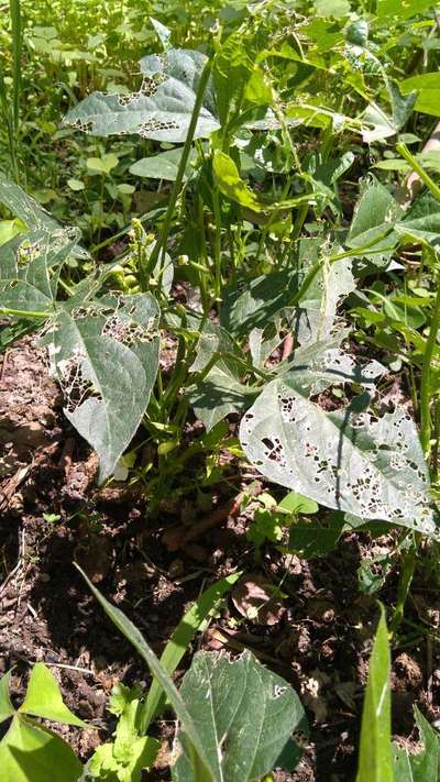 Flea Beetles - Bean