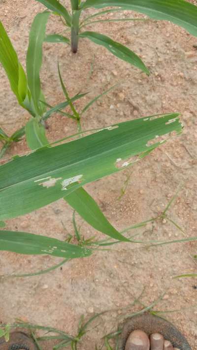 ಬೀನ್ ಎಲೆಯ ವೆಬ್ಬರ್ - ಮೆಕ್ಕೆ ಜೋಳ