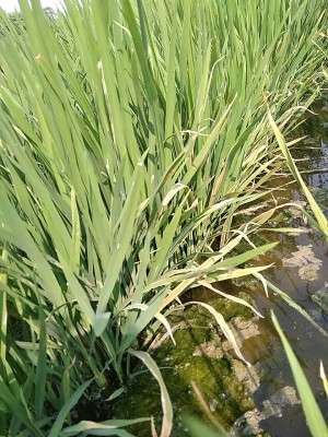 ಅಕ್ಕಿ ಮುಳ್ಳುಚಿಪ್ಪಿನ ಹುಳು (ಹಿಸ್ಪಾ) - ಭತ್ತ