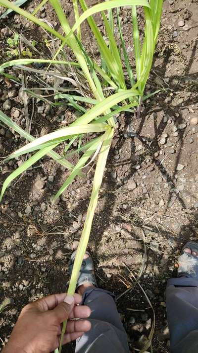 Iron Deficiency - Sugarcane