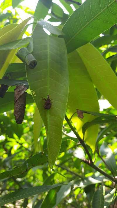 Mango Nut Weevil - Mango