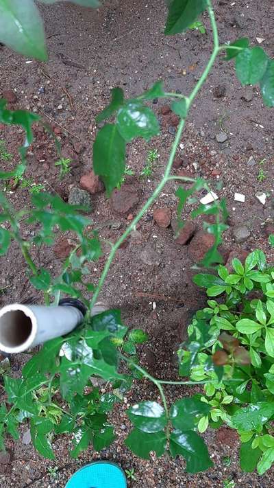 Leafcutter Bees - Capsicum & Chilli