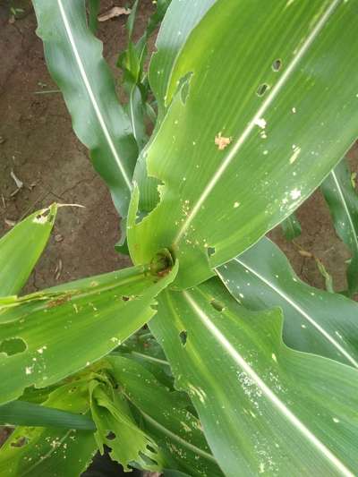 Fall Armyworm - Maize