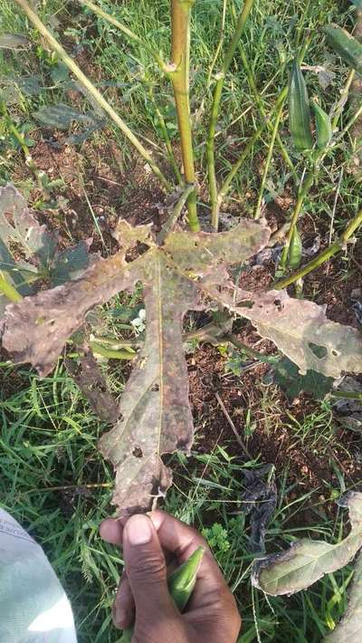 Flea Beetles - Okra