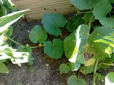 Gummy Stem Blight of Cucurbits - Pumpkin