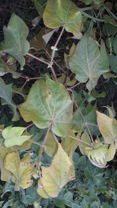 மெக்னீசியம் பற்றாக்குறை - பருத்தி