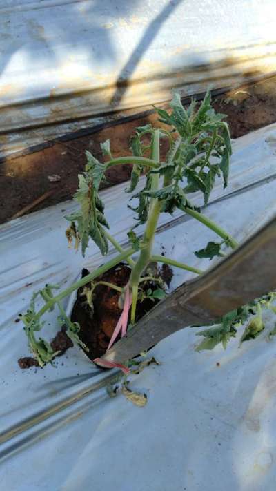 Bacterial Wilt - Tomato